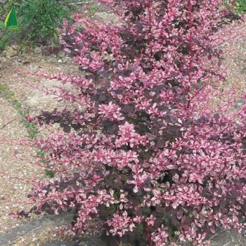 BERBERIS thunbergii Rose glow