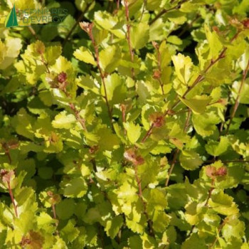 BETULA nana Golden Treasure ®