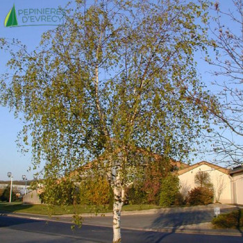 BETULA pendula (=b. verrucosa)