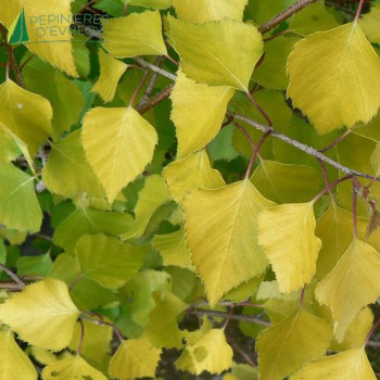 BETULA pendula Golden Obelisk