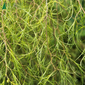 BETULA pendula Karaca