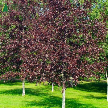 BETULA pendula Royal Frost