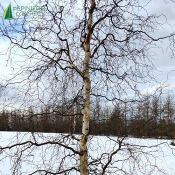 BETULA pendula Spider Alley