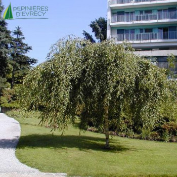 BETULA pendula Youngii