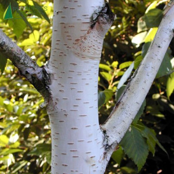 BETULA utilis
