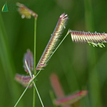 BOUTELOUA gracilis