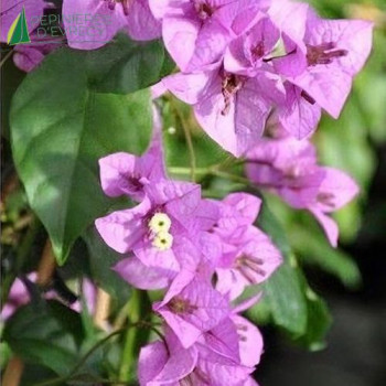 BOUGAINVILLEA  Violet de Mèze