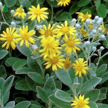 BRACHYGLOTTIS Sunshine