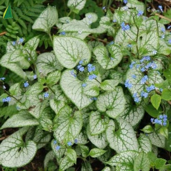 BRUNNERA macro Jack frost  Cont.2/2.5 L 
