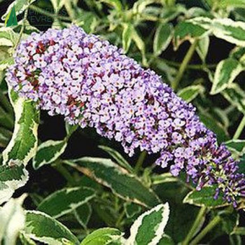 BUDDLEJA davidii Florence