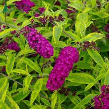 BUDDLEJA davidii Santana