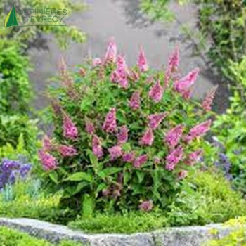 BUDDLEJA davidii Butterfly Candy Little Pink 40/60 Cont.5/7.5 L 