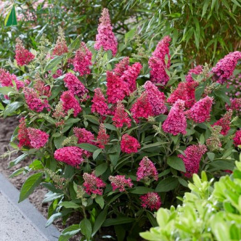 BUDDLEJA davidii Butterfly Candy Little Ruby