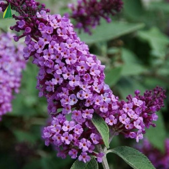 BUDDLEJA davidii Flutterby lavender
