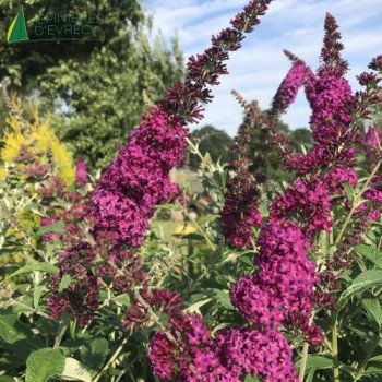 BUDDLEJA davidii Flutterby red