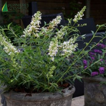 BUDDLEJA davidii Free Snow white ®