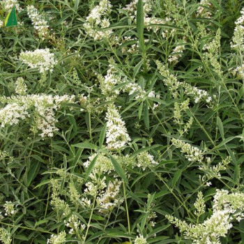 BUDDLEJA davidii Nanho Alba 40/60 Cont.3/4 L 