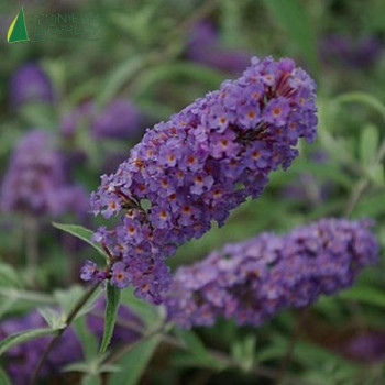 BUDDLEJA davidii Nanho blue