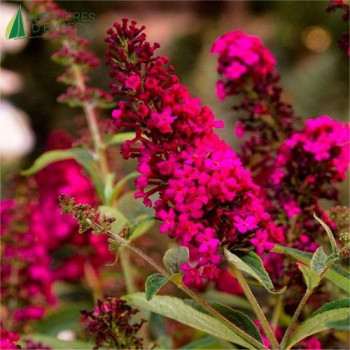BUDDLEJA davidii Royal red