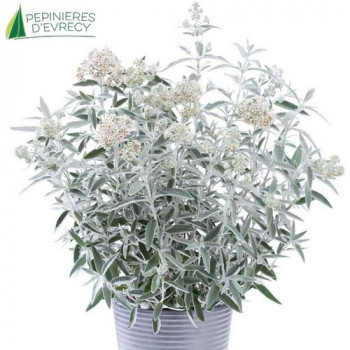 BUDDLEJA davidii Silver anniversary