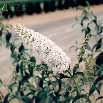 BUDDLEJA davidii White profusion 40/60 Cont.3/4 L 