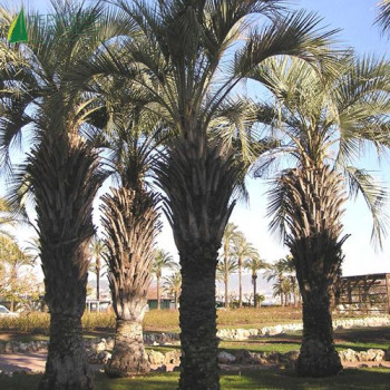 BUTIA capitata
