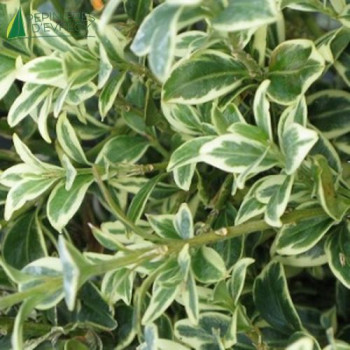 BUXUS sempervirens Elegans 20/25 Cont.3/4 L 