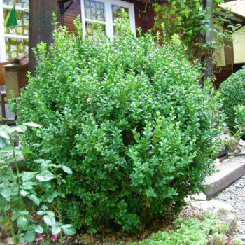 BUXUS sempervirens 40/60 Cont.5/7.5 L 