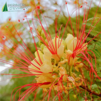 CAESALPINIA gilliesii