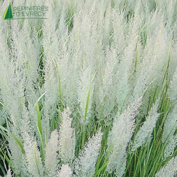CALAMAGROSTIS Brachytricha