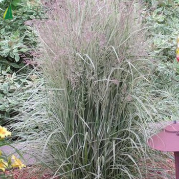 CALAMAGROSTIS overdam