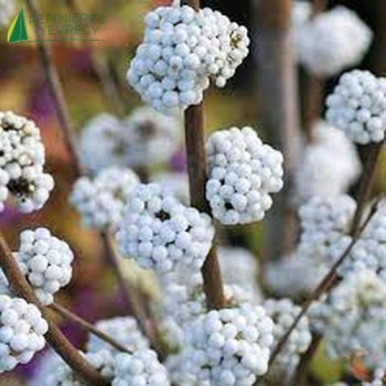 CALLICARPA bodinieri Magical snowstar