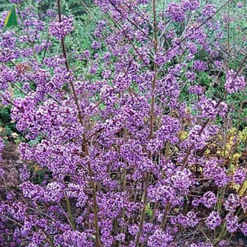 CALLICARPA bodinieri Profusion 50/60 Cont.3/4 L 
