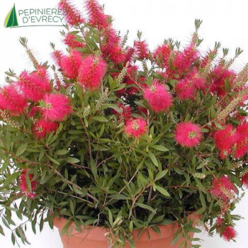 CALLISTEMON citrinus Red Cluster  Cont.5/7.5 L 