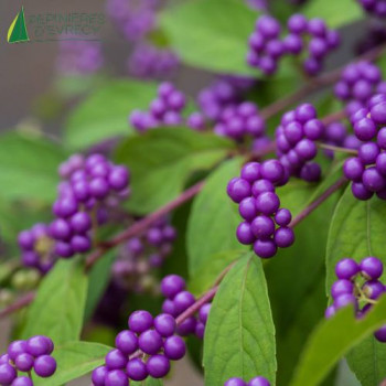 CALLICARPA kwangtungensis