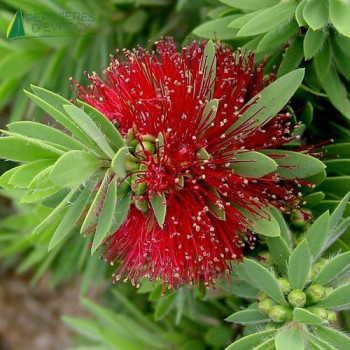 CALLISTEMON Little John