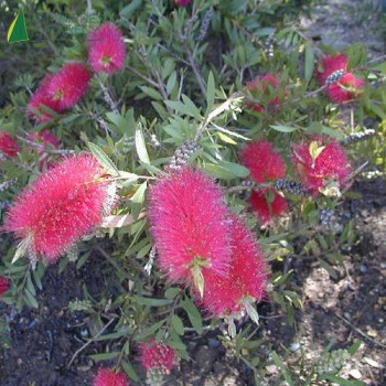 CALLISTEMON laevis  Cont.2/2.5 L 