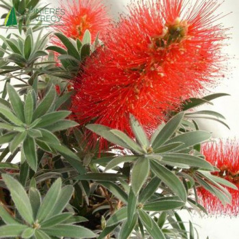 CALLISTEMON masotti Mini Red