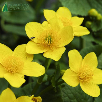 CALTHA palustris