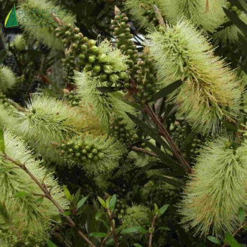 CALLISTEMON salignus Honey Pot