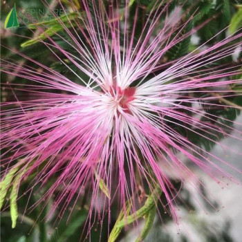 CALLIANDRA surinamensis