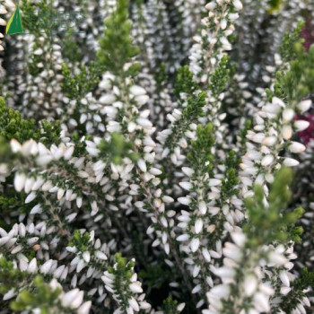 CALLUNA vulgaris Blanc