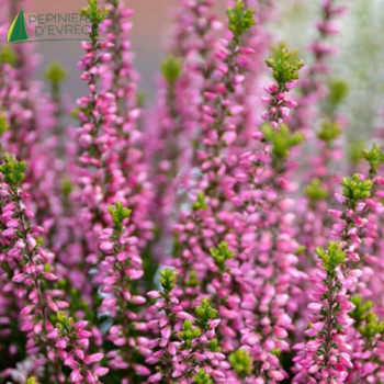 CALLUNA vulgaris Rose  POT 10.5 