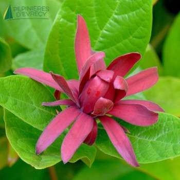 CALYCANTHUS fertilis
