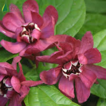 CALYCANTHUS raulstonii Hartage Wine