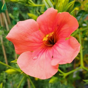 CAMPSIS grandiflora Tropical Summer