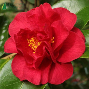 CAMELLIA japonica Burnside 60/80 Cont.3/4 L 
