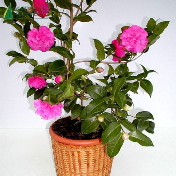 CAMELLIA japonica Debbie  Cont.5/7.5 L 