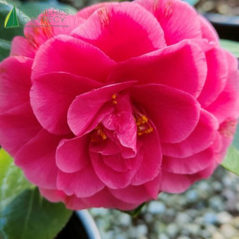 CAMELLIA japonica George Patton 60/80 Cont.3/4 L 