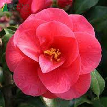 CAMELLIA japonica Mary Williams 40/60 Cont.3/4 L 